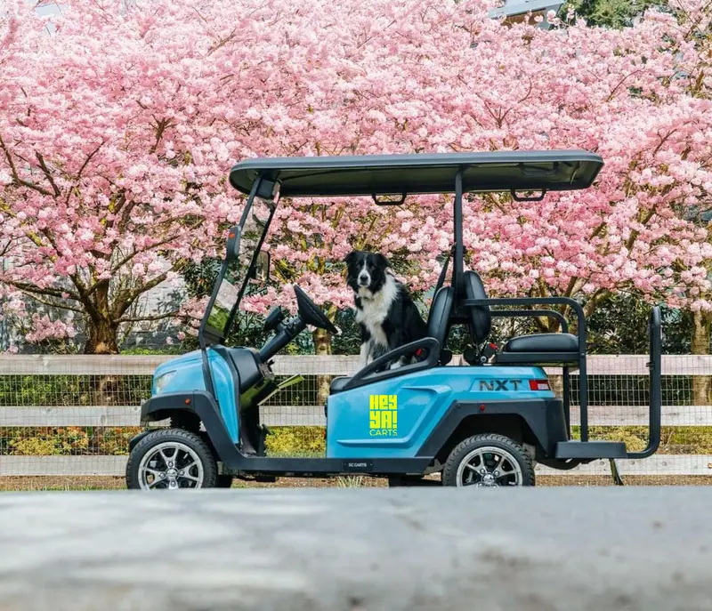 A black and white dog sitting in the driver's seat of a HeyYa cart under pink cherry blossoms